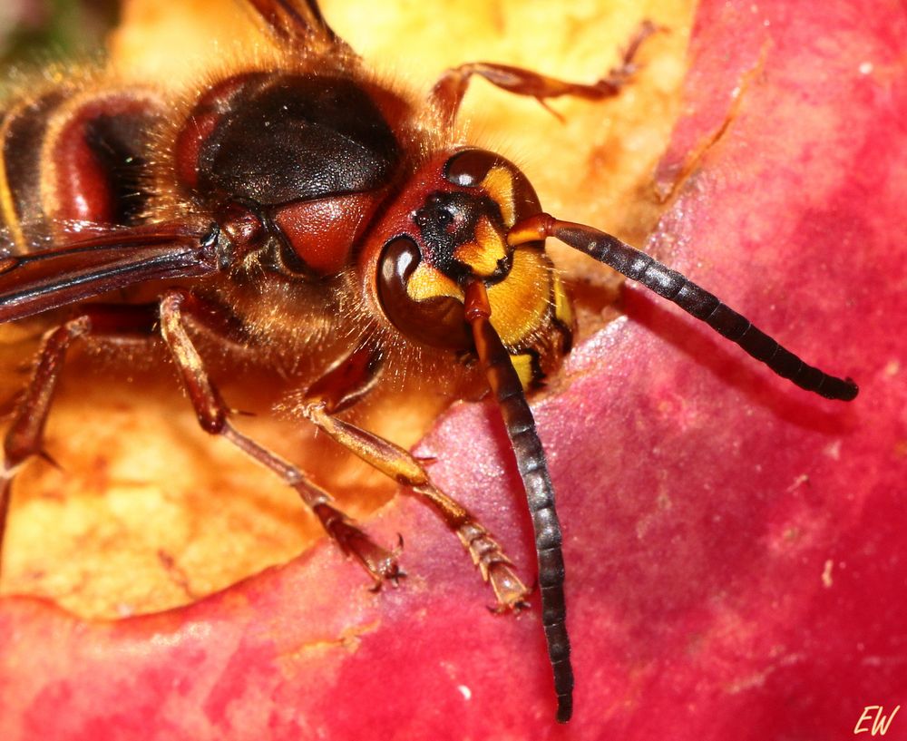 Hornisse (Vespa crabro)