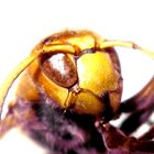 Hornisse- Vespa crabro germana