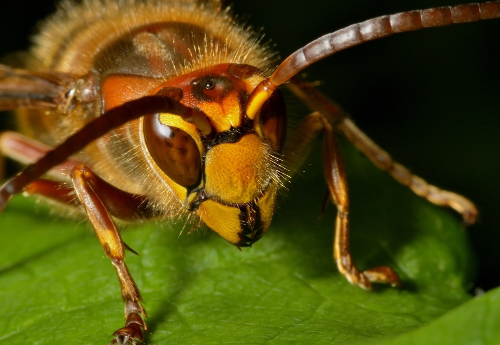 Hornisse Vespa crabro germana, Drohn II