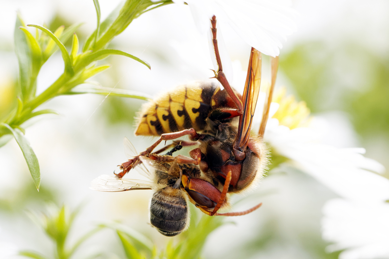 Hornisse ( Vespa crabro germana) mit Beute ( Biene)