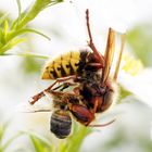 Hornisse ( Vespa crabro germana) mit Beute ( Biene)