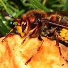 Hornisse (Vespa crabro) - II -