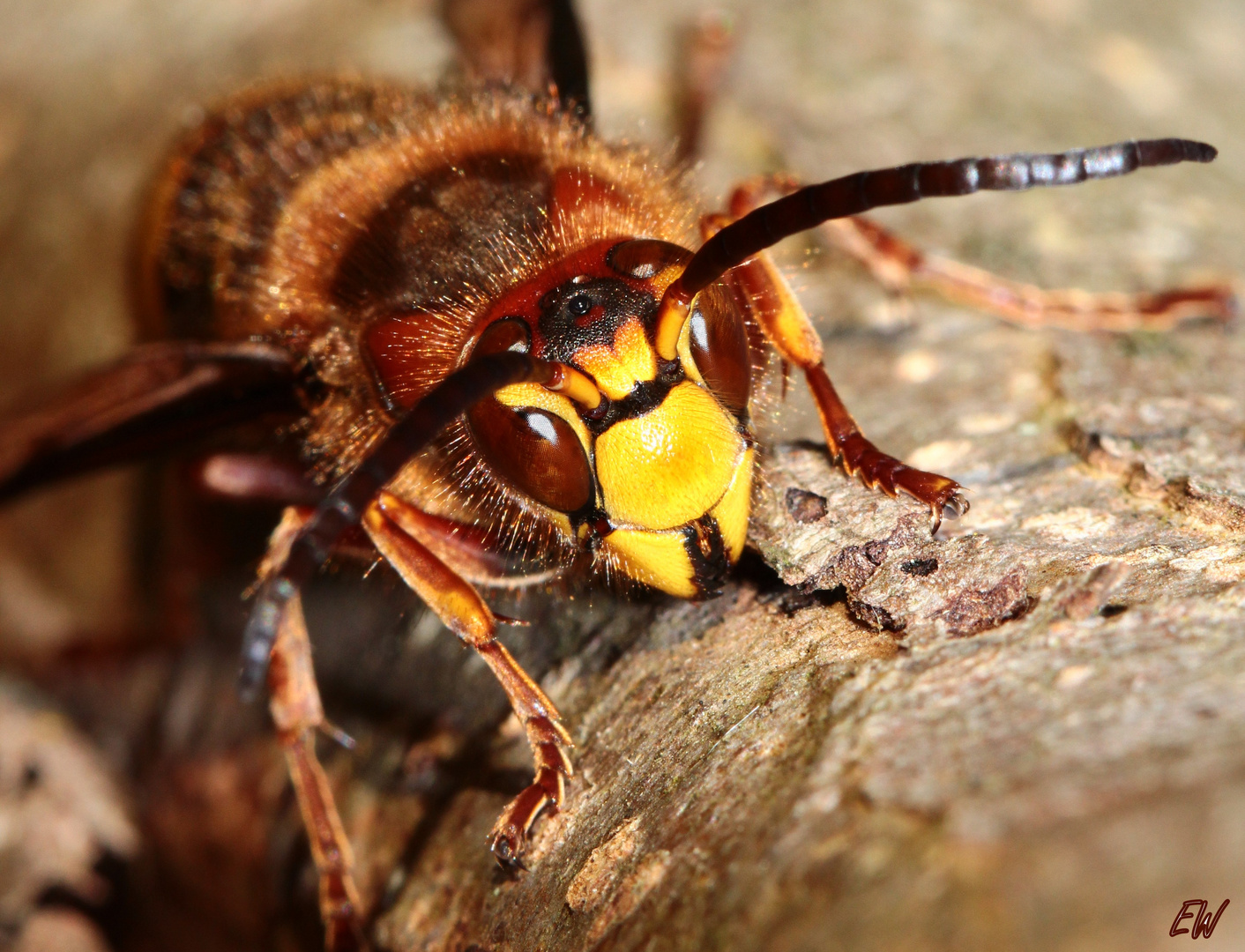 Hornisse (Vespa crabro) - III -