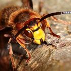 Hornisse (Vespa crabro) - III -