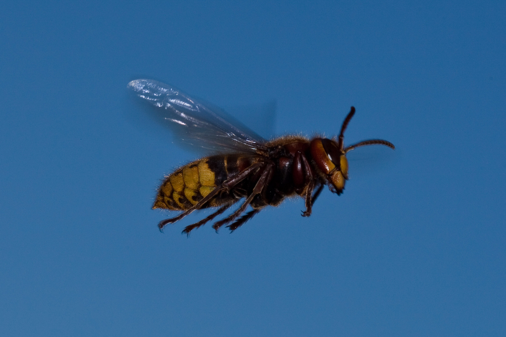 Hornisse (Vespa crabro) im Anflug