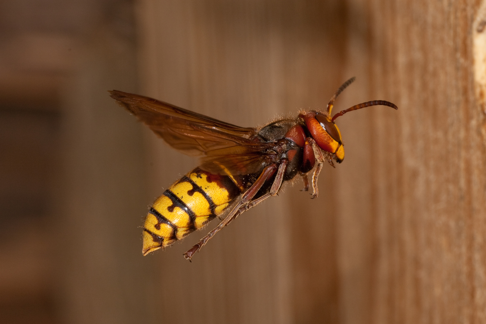 Hornisse (Vespa crabro) im Anflug