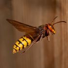 Hornisse (Vespa crabro) im Anflug