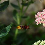 Hornisse (Vespa crabro) - im Flug