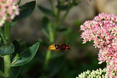 Hornisse (Vespa crabro) - im Flug