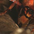 Hornisse (Vespa crabro) - IV -