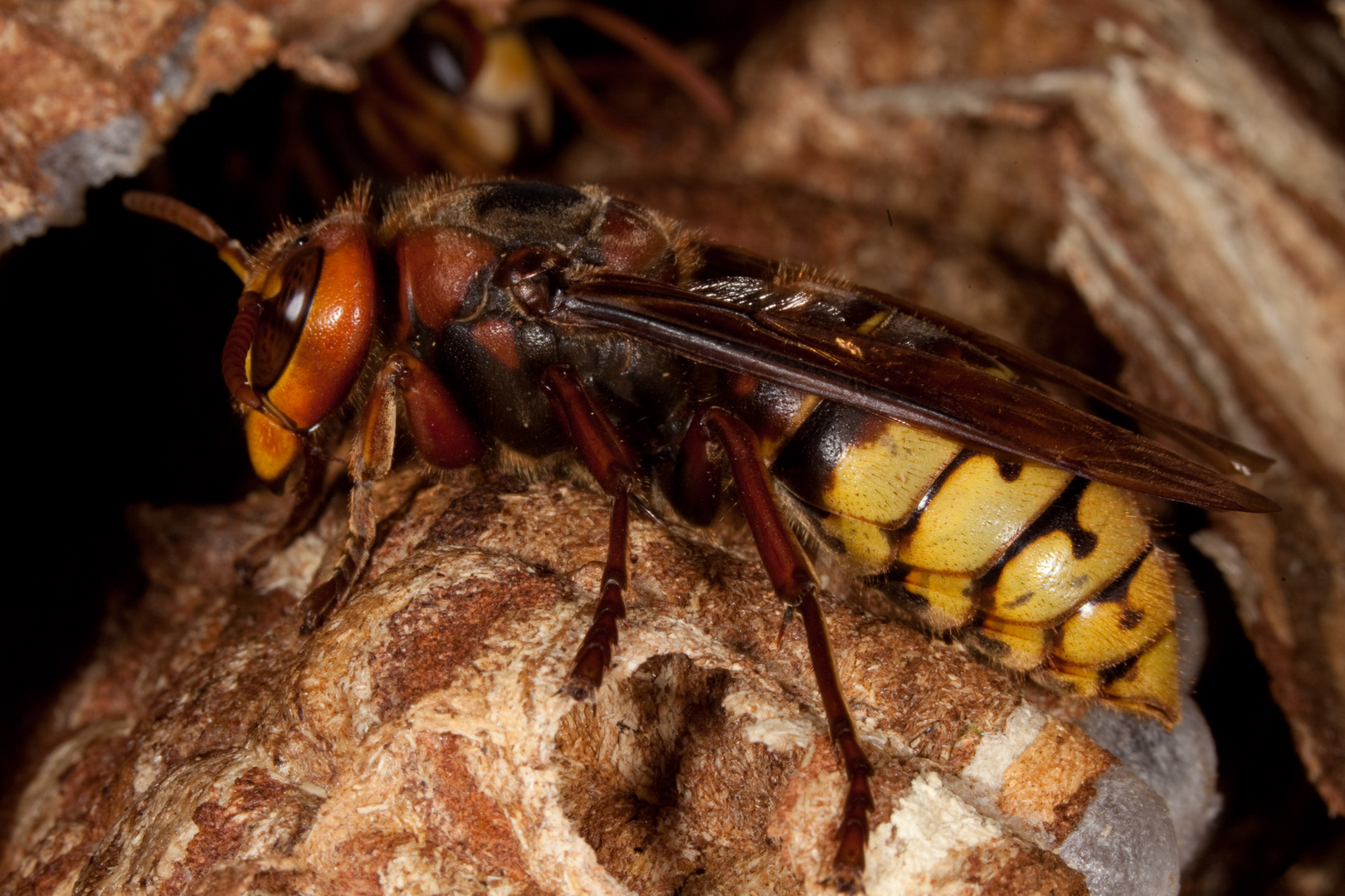 Hornisse (Vespa crabro), Königin