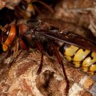 Hornisse (Vespa crabro), Königin