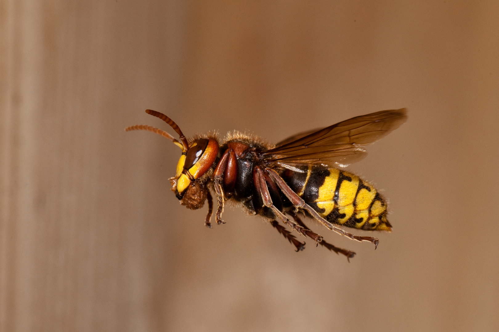 Hornisse (Vespa crabro) mit Baumaterial