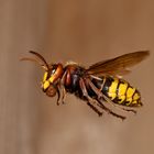 Hornisse (Vespa crabro) mit Baumaterial