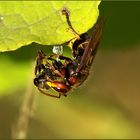 Hornisse (Vespa crabro) mit erbeuteter Biene