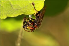 Hornisse (Vespa crabro) mit erbeuteter Biene