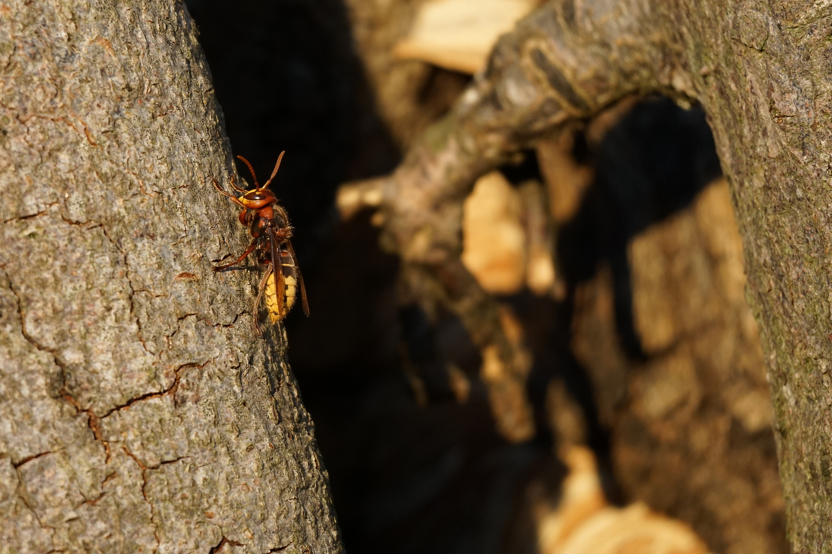 Hornisse vor dem Nest im Baum