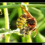 Hornisse vs Biene