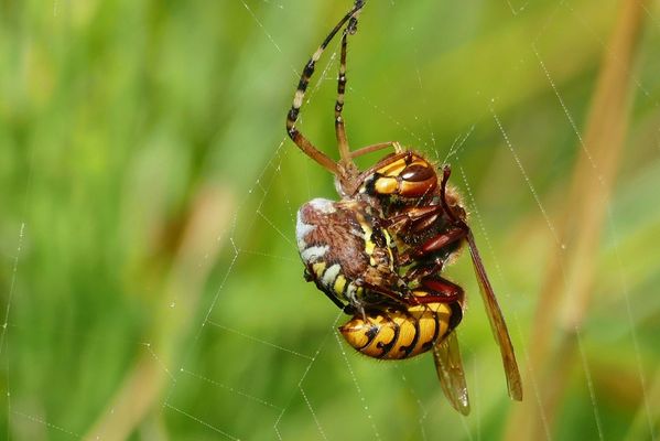 Hornisse vs. Wespenspinne