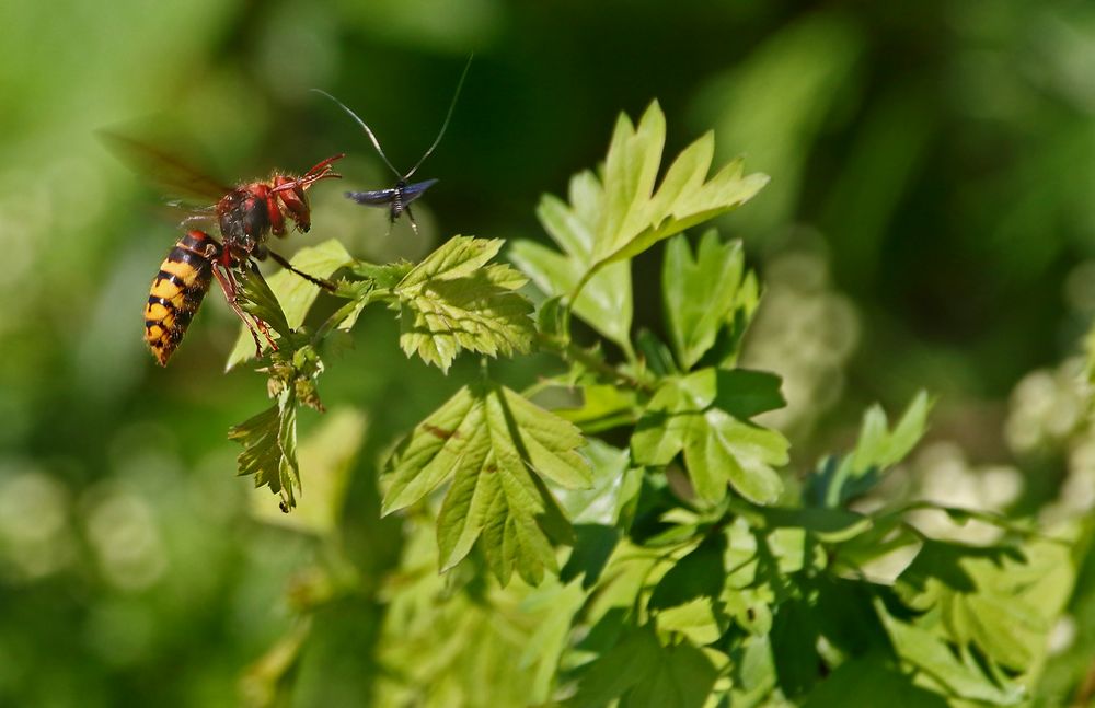 "Hornisse war geplant, aber das andere Insektenviech, nicht"