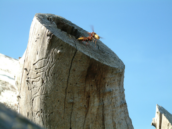 Hornissen am Nest