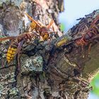 Hornissen an meinem Birnbaum - friedfertige geschützte Insekten