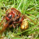 Hornissen auf Leben und Tot