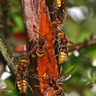 Hornissen beim Frühstück