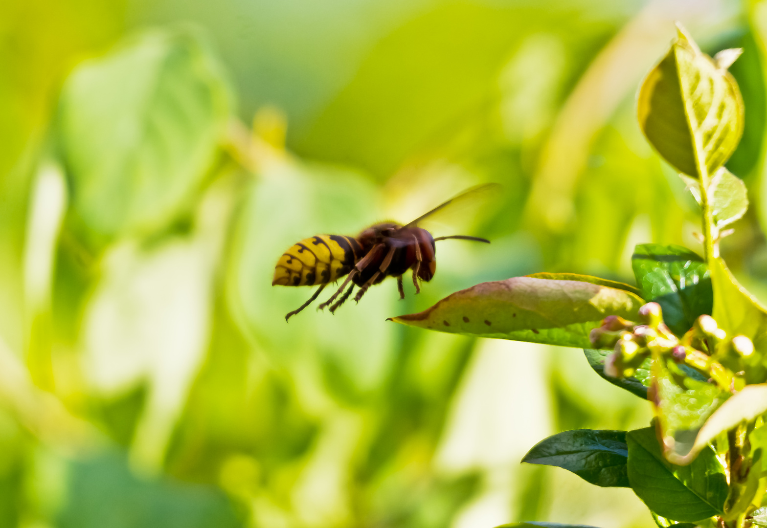 Hornissen besuchen unseren Garten jedes Jahr