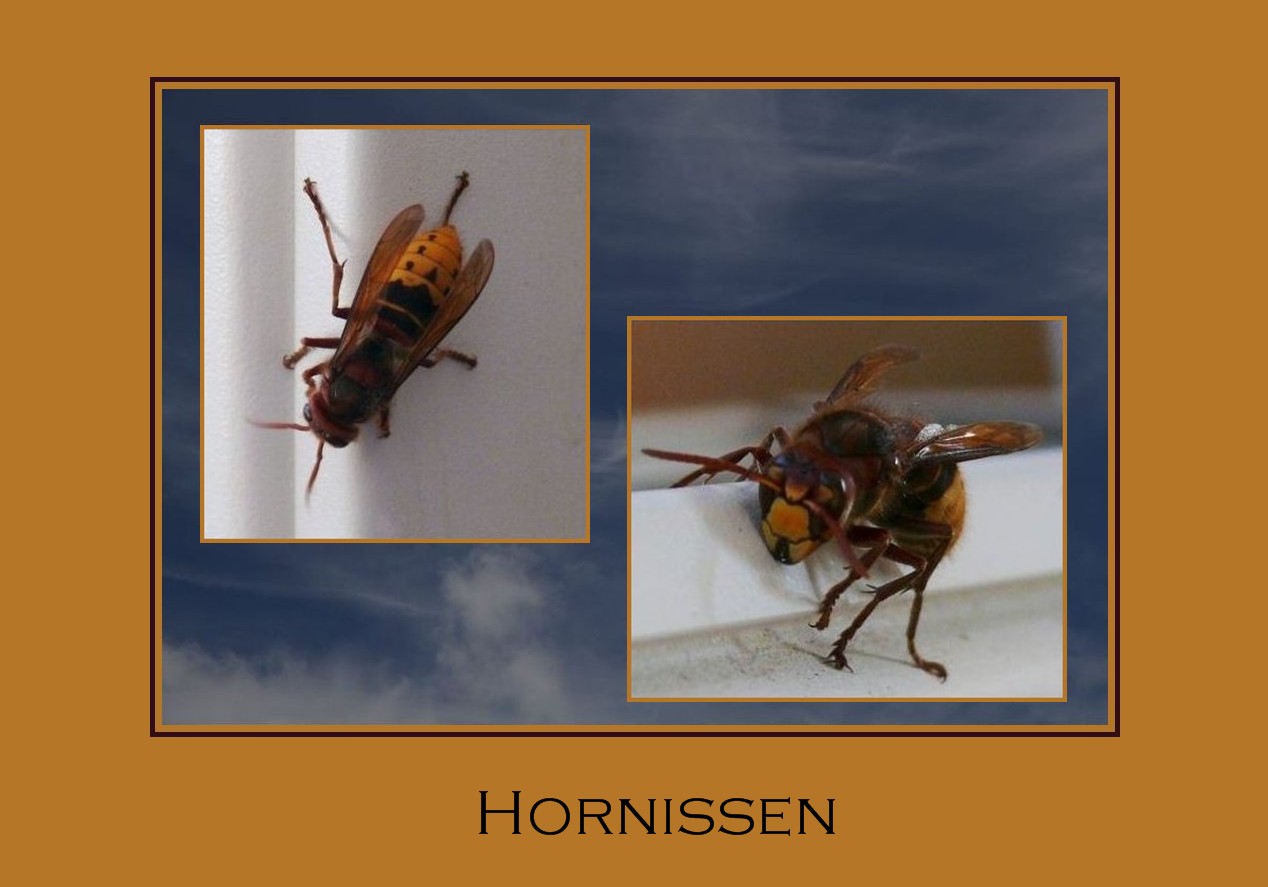 Hornissen