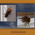 Hornissen