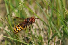 Hornissen-Flug