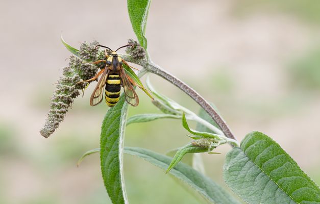 Hornissen - Glasflügler