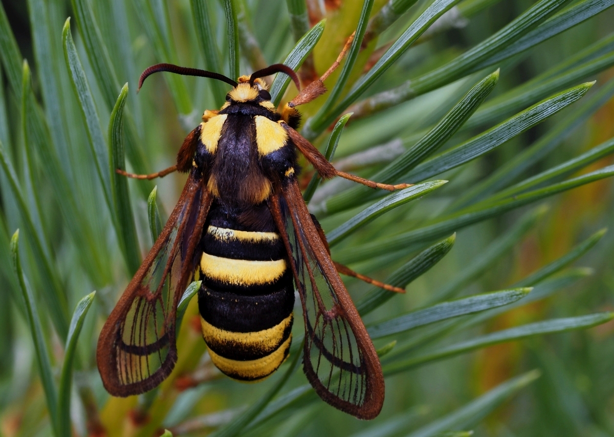 Hornissen-Glasflügler (Sesia apiformis)