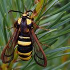 Hornissen-Glasflügler (Sesia apiformis)