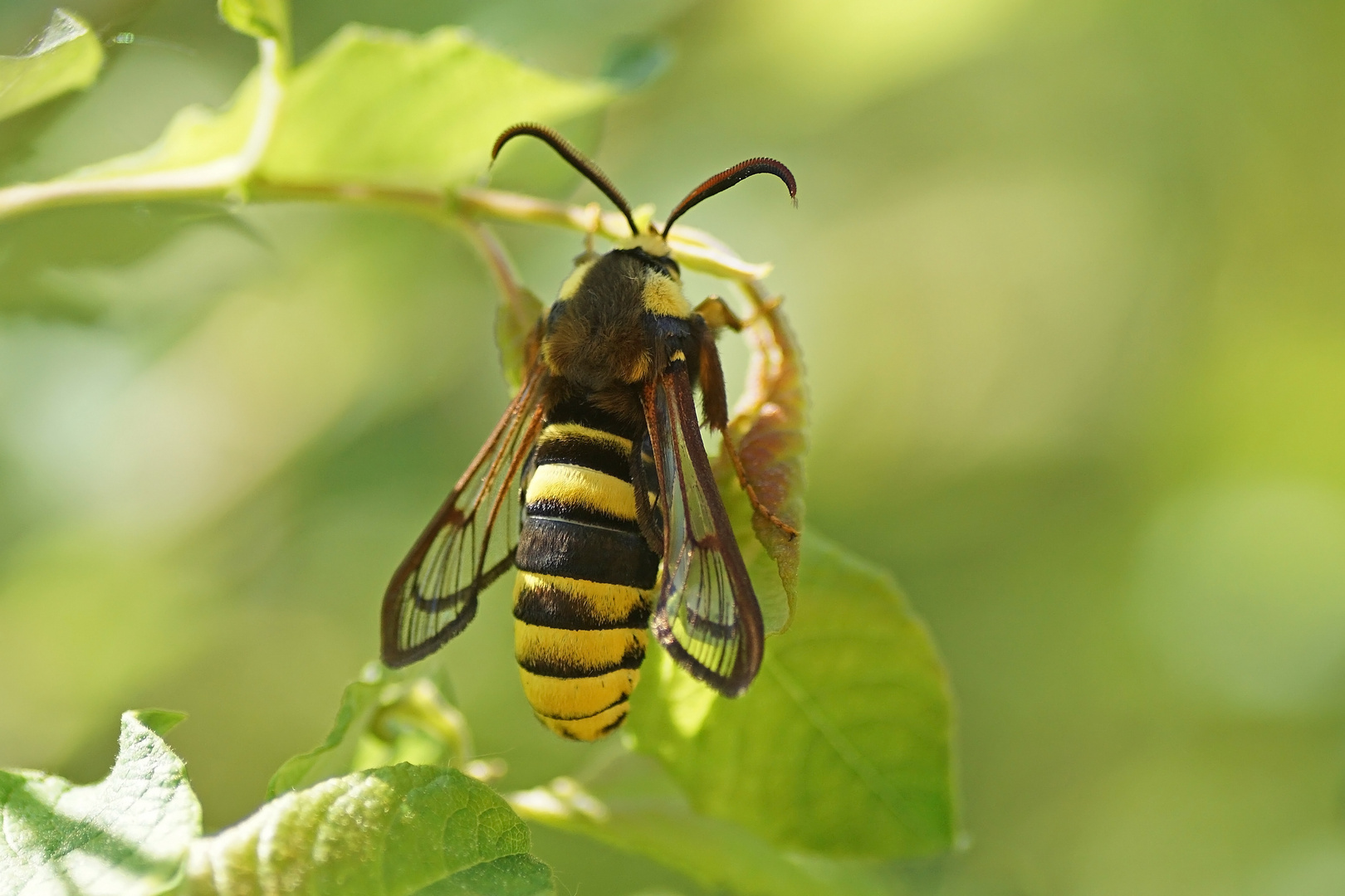 Hornissen-Glasflügler (Sesia apiformis)