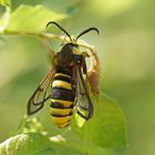 Hornissen-Glasflügler (Sesia apiformis)