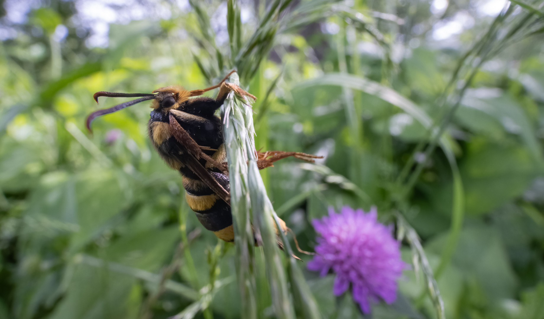 Hornissen-Glasflügler (Sesia apiformis)