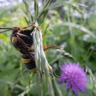 Hornissen-Glasflügler (Sesia apiformis)