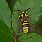 Hornissen-Glasflügler (Sesia apiformis)