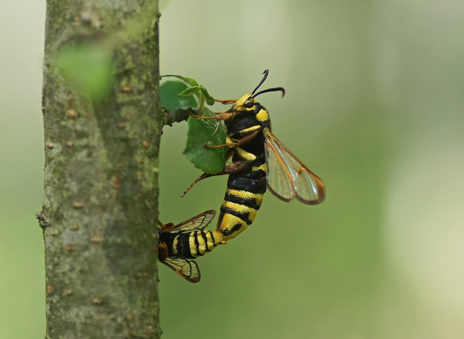 Hornissen-Glasflügler (Sesia apiformis)