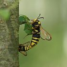 Hornissen-Glasflügler (Sesia apiformis)