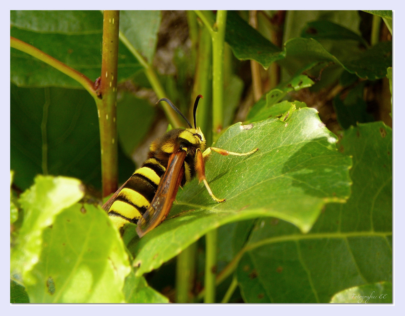 Hornissen-Glasflügler (Sesia apiformis).