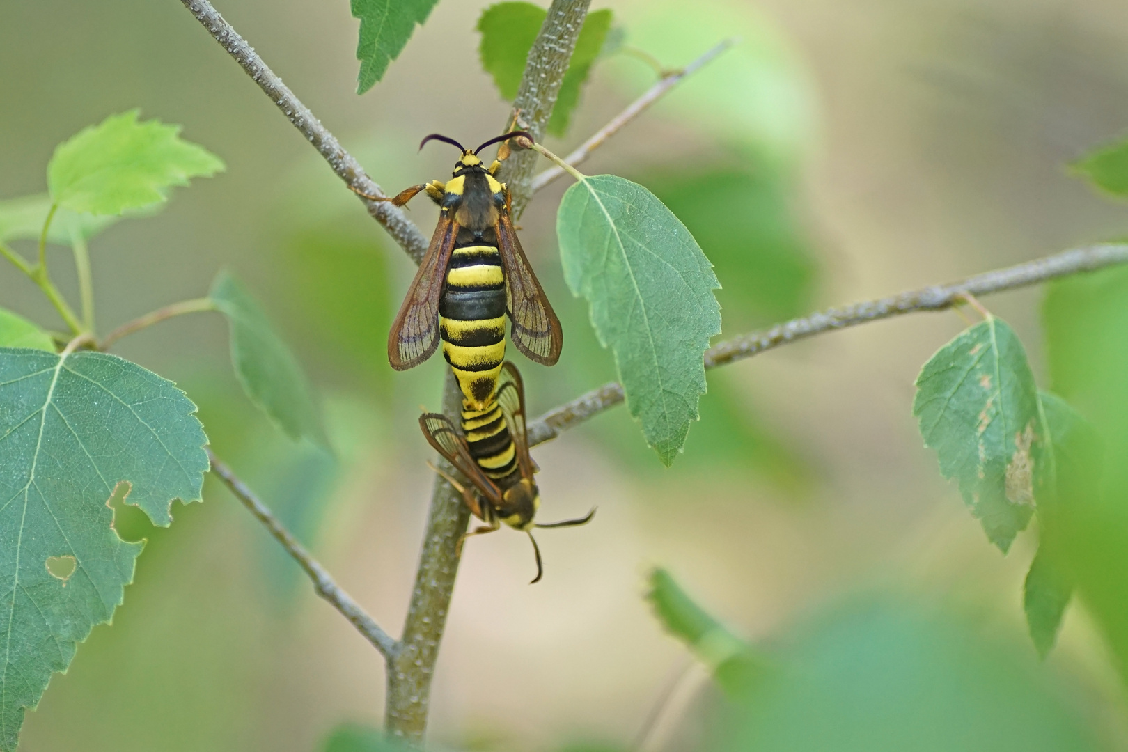 Hornissen-Glasflügler (Sesia apiformis), Kopula