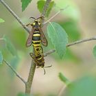 Hornissen-Glasflügler (Sesia apiformis), Kopula