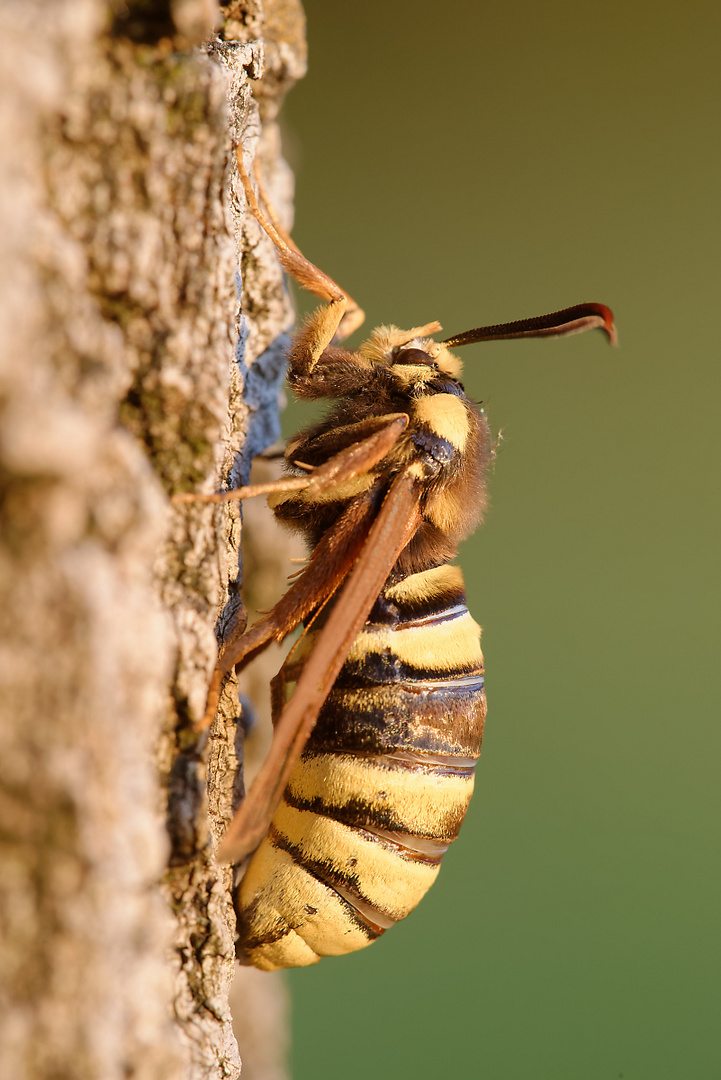 Hornissen-Glasflügler  (weiblich)  - Sesia apiformis