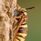 Hornissen-Glasflügler  (weiblich)  - Sesia apiformis