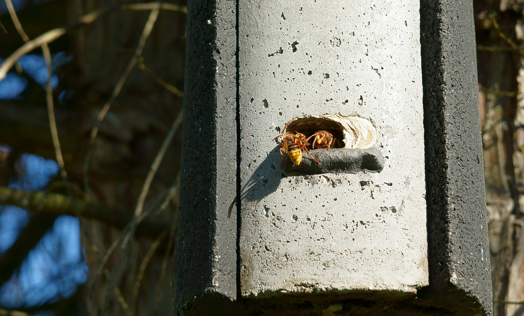 Hornissen im Fledermauskasten