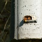 Hornissen im Fledermauskasten