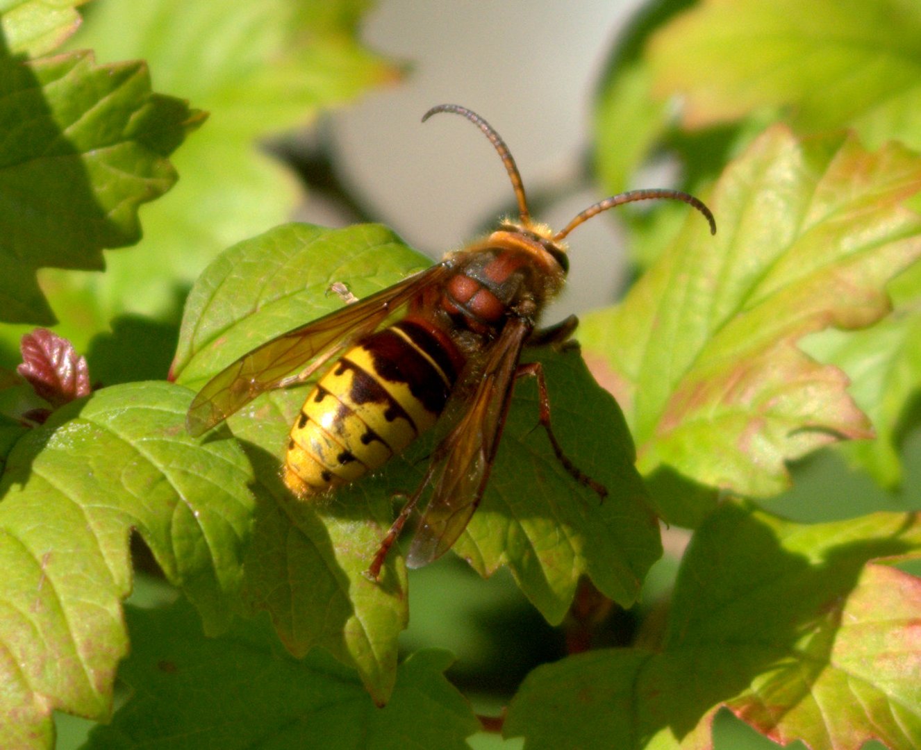 hornissen im garten